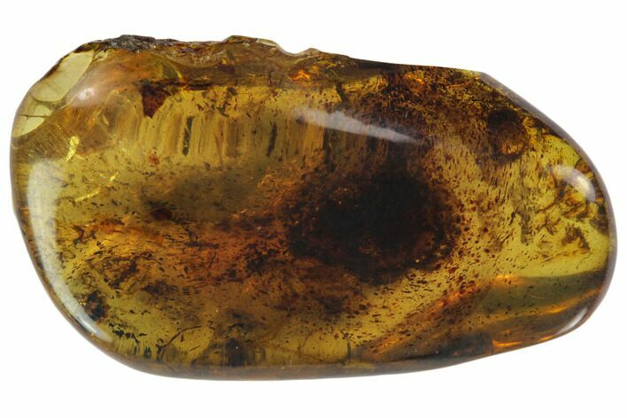 Polished Chiapas Amber ( g) - Mexico #114826
